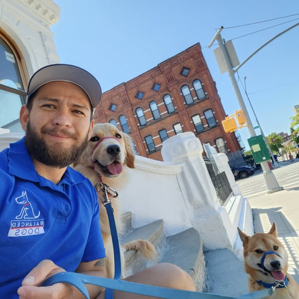 German-Carrion-Brooklyn-Dog-trainer German-Carrion-Brooklyn-Dog-trainer